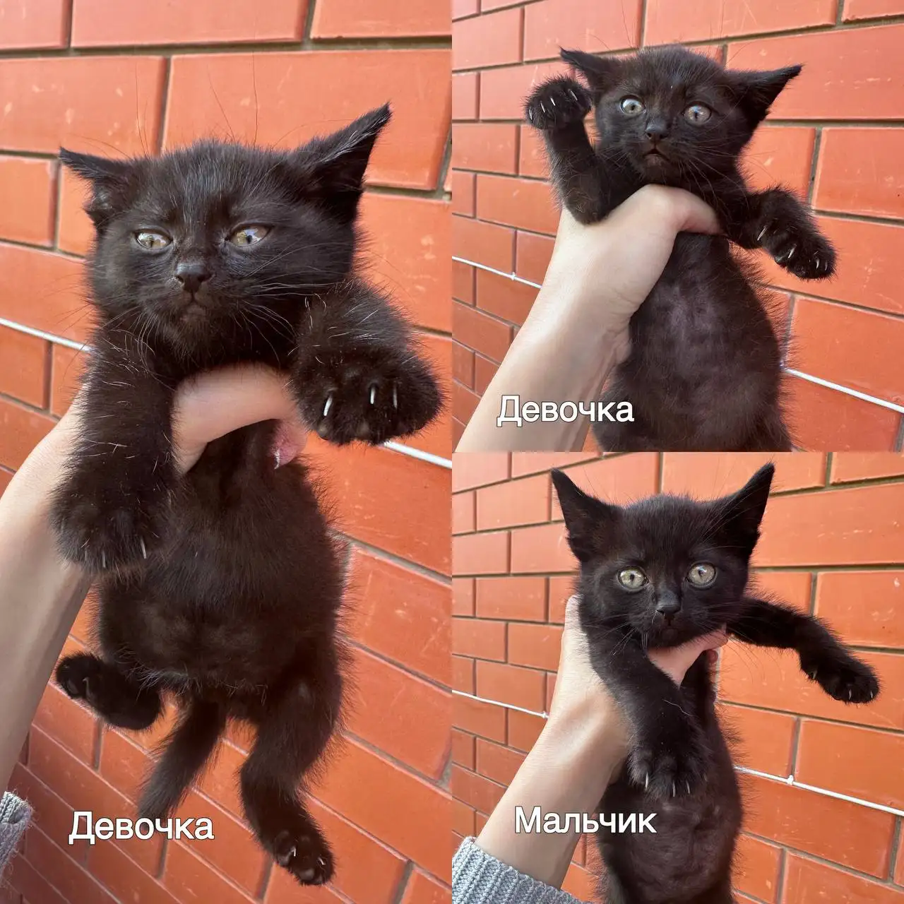 Котята в добрые руки - Кошки (Животные) в Краснодар