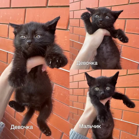 Котята в добрые руки - Приют для животных в Краснодар