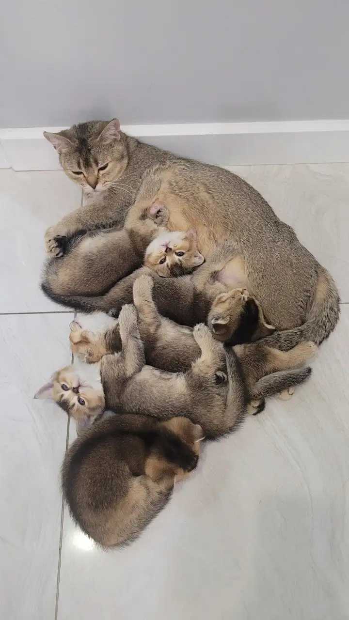 Продажа шотландских котят и сфинкса - Кошки (Животные) в Краснодар