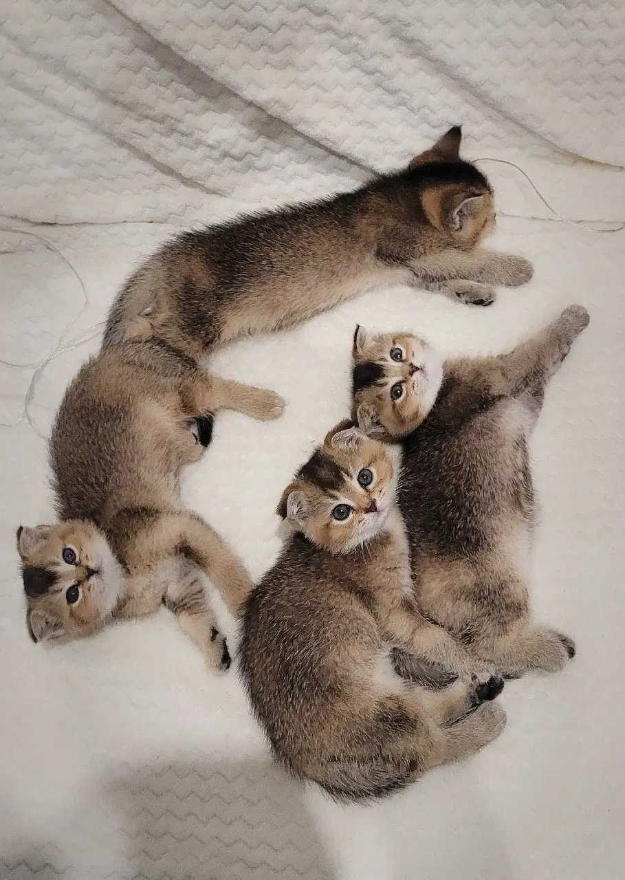 Продажа шотландских котят и сфинкса - Кошки (Животные) в Краснодар