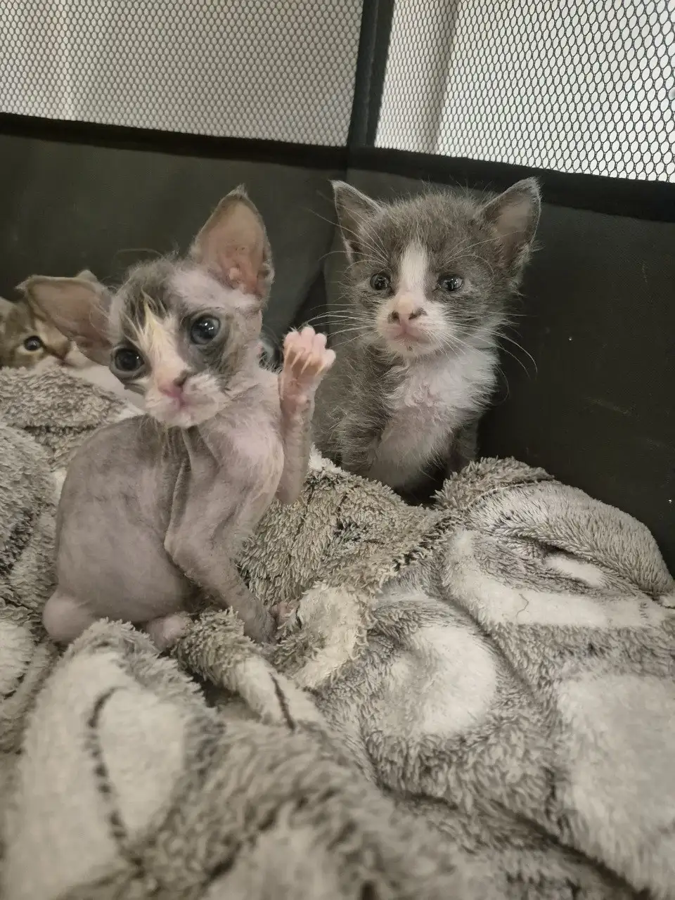 Продажа шотландских котят и сфинкса - Кошки (Животные) в Краснодар