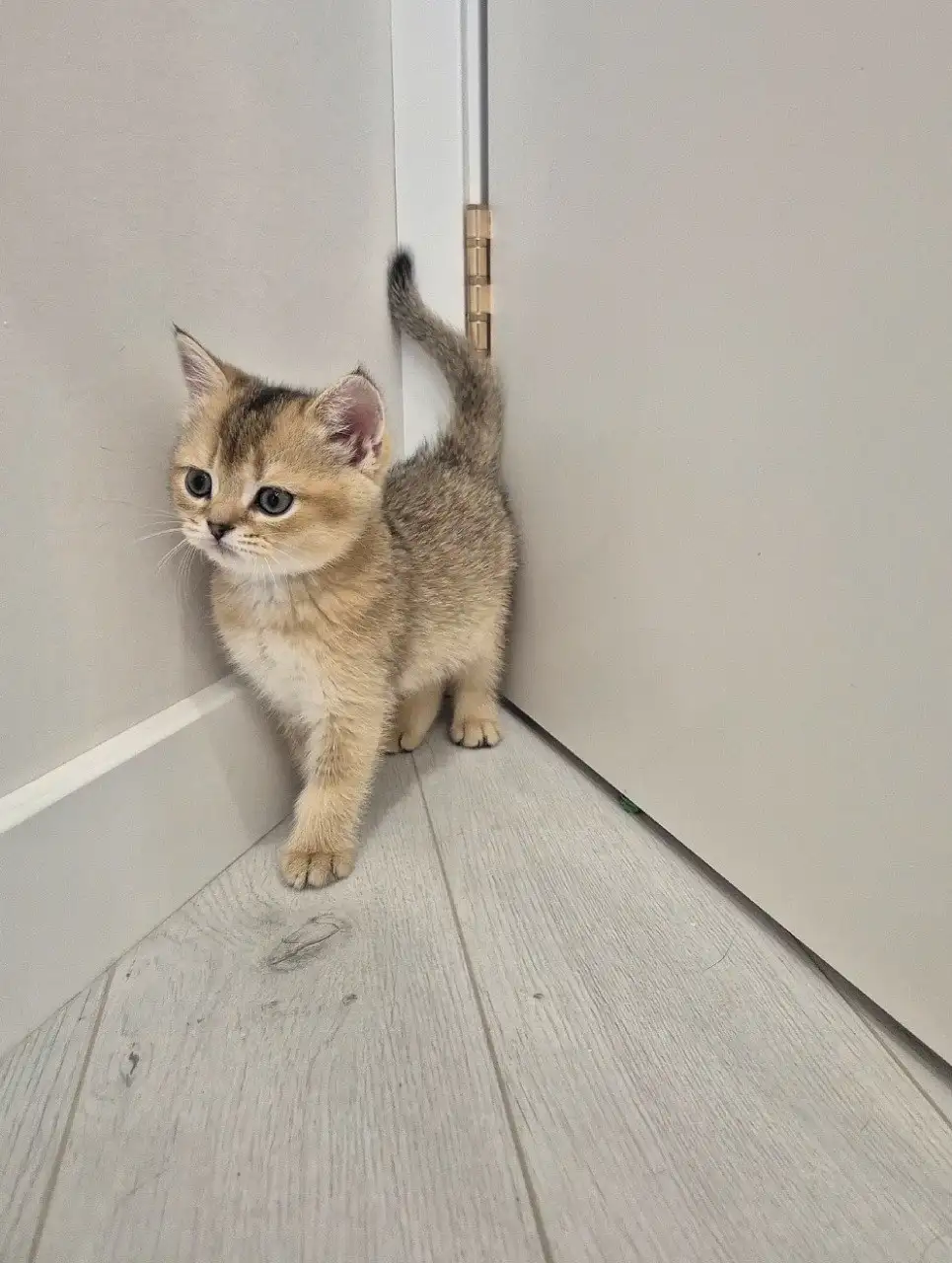 Продажа шотландских котят и сфинкса - Кошки (Животные) в Краснодар