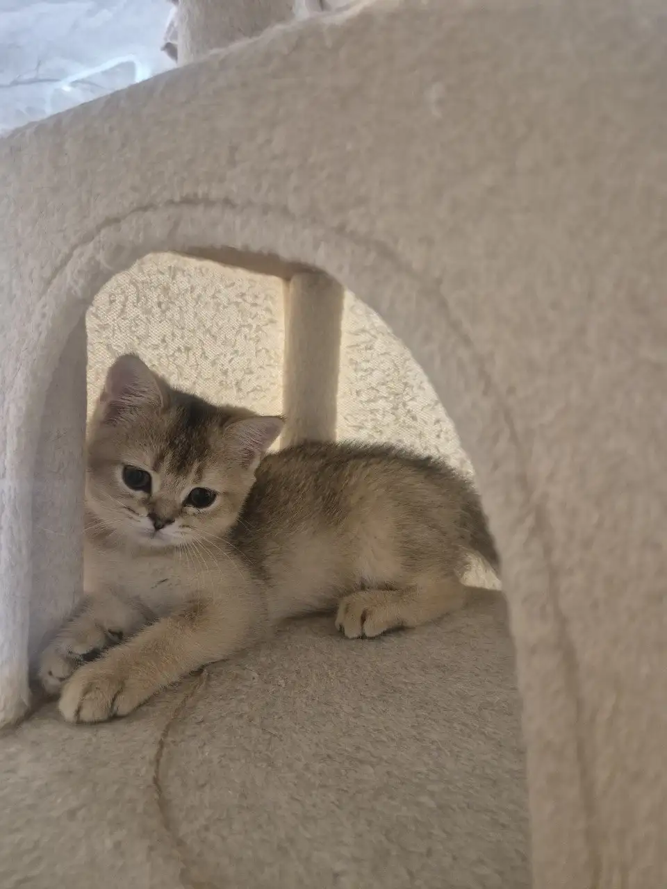 Продажа шотландских котят и сфинкса - Кошки (Животные) в Краснодар
