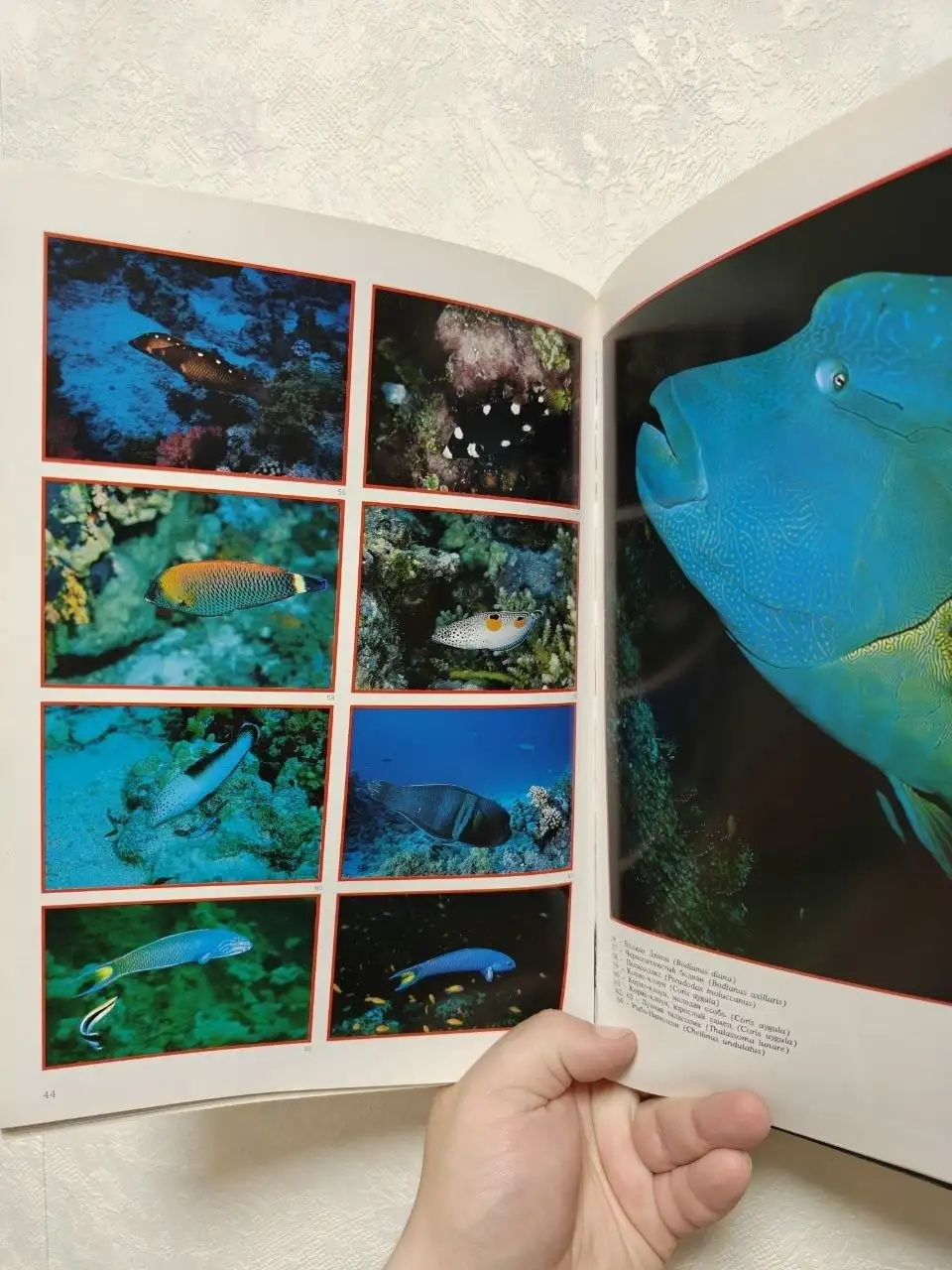Книга «Красное Море» (Bonechi) - Книги (Хобби и отдых) в Краснодар
