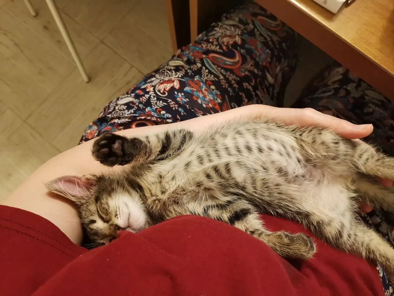 Отдам котенка в добрые руки - Кошки (Животные) в Краснодар