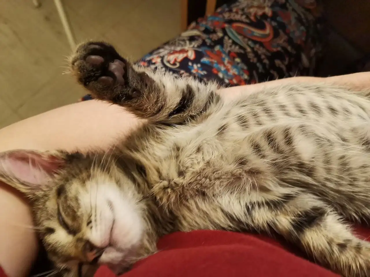 Отдам котенка в добрые руки - Кошки (Животные) в Краснодар