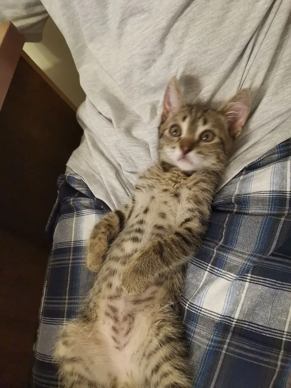 Отдам котенка в добрые руки - Кошки (Животные) в Краснодар