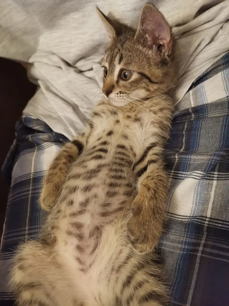 Отдам котенка в добрые руки - Кошки (Животные) в Краснодар