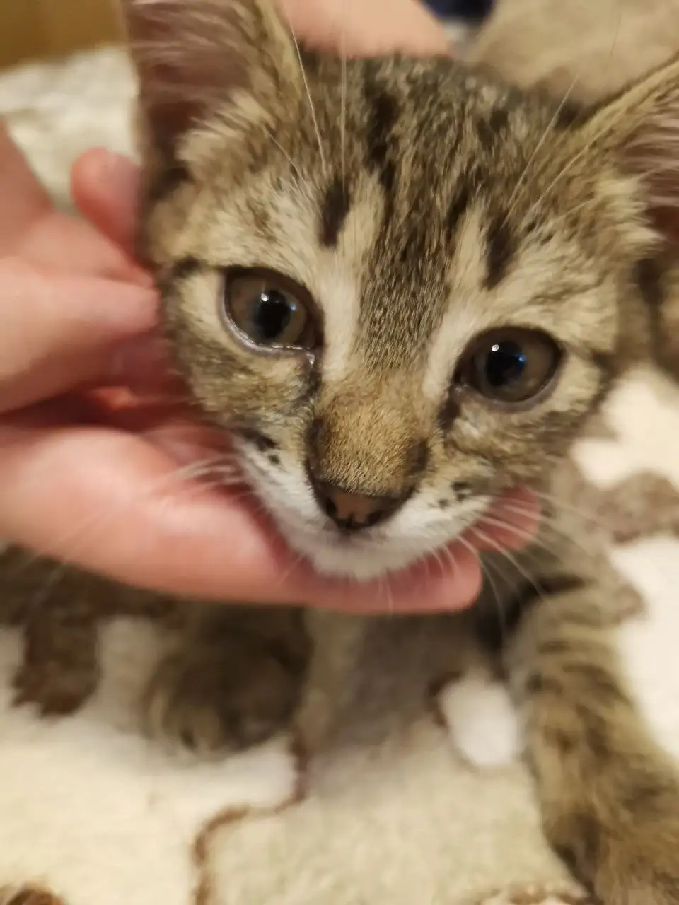 Отдам котенка в добрые руки - Кошки (Животные) в Краснодар