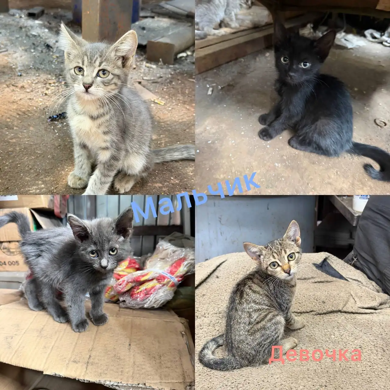 Отдают котят в добрые руки - Кошки (Животные) в Краснодар