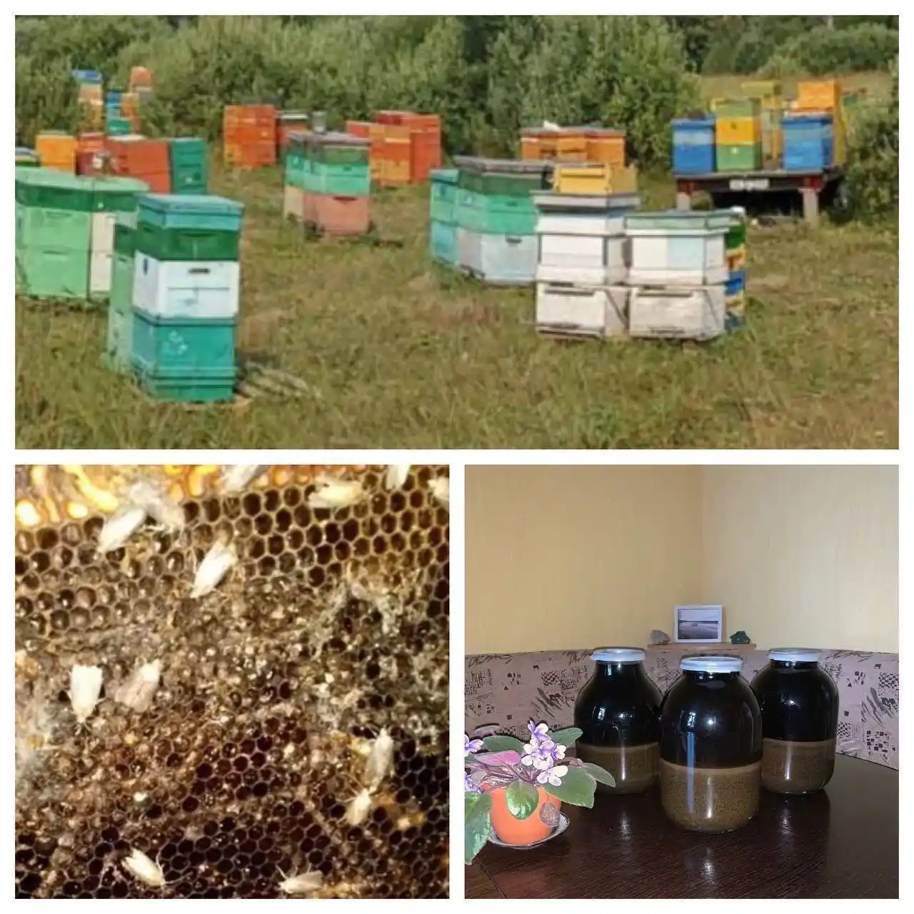 Продажа экстракта огнёвки пчелиной - Красота и здоровье в Самара