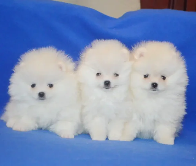 Кремовые малыши - мальчик и две девочки - Животные в Тюмень