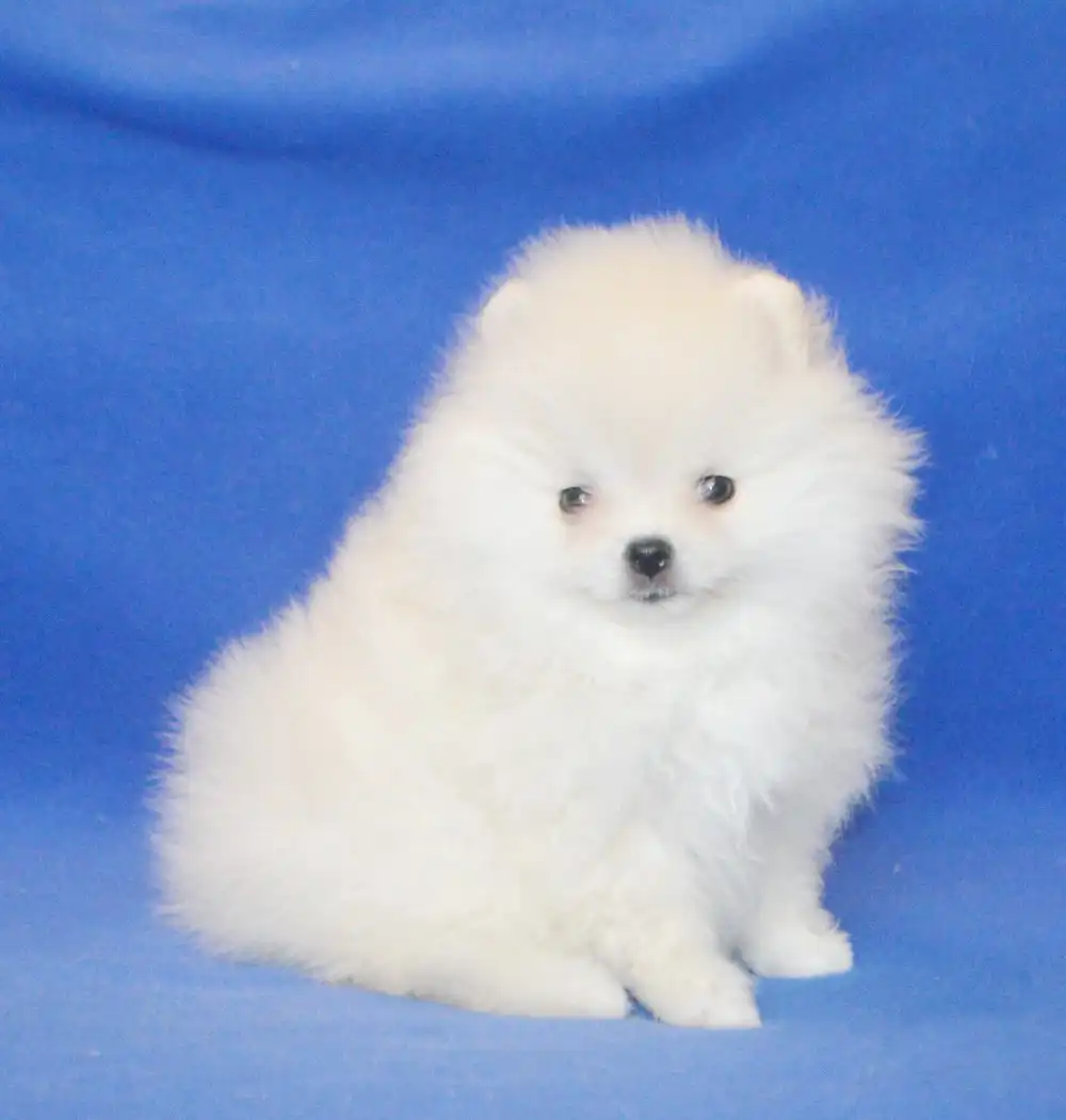 Кремовые малыши - мальчик и две девочки