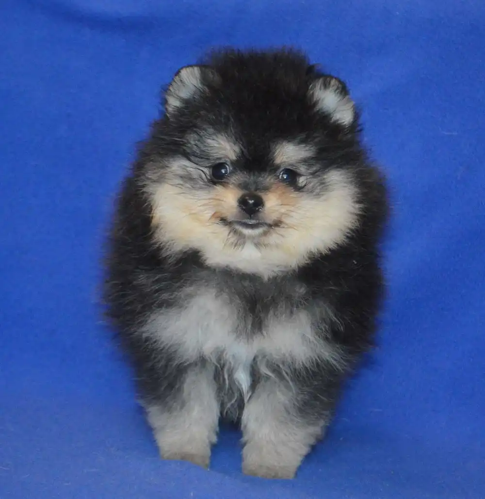 Черно-подпалый кобель с документами РКФ