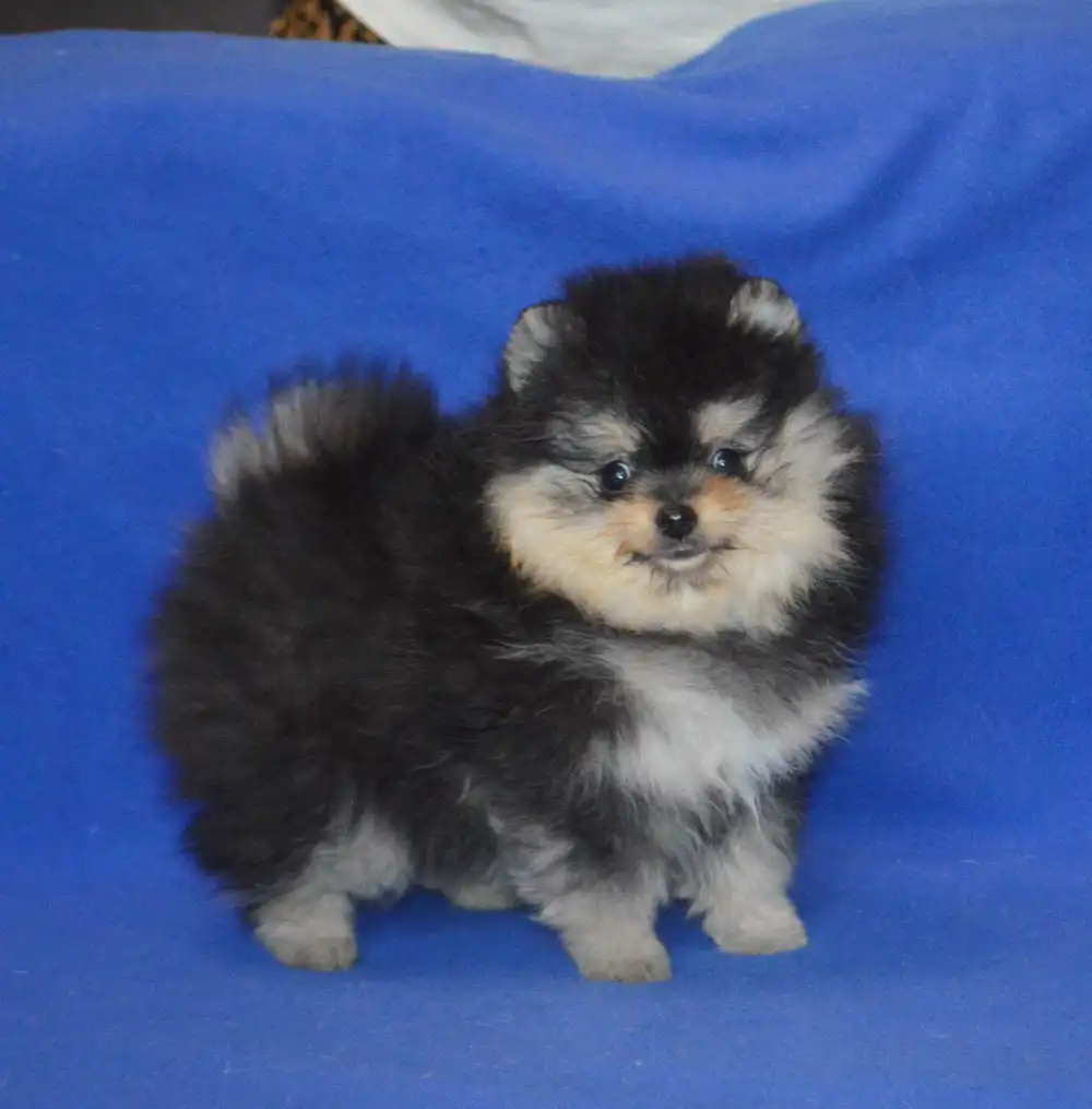 Черно-подпалый кобель с документами РКФ