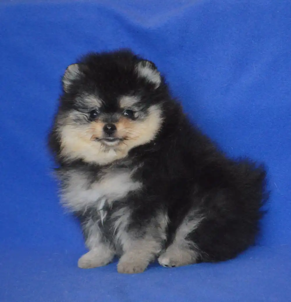 Черно-подпалый кобель с документами РКФ