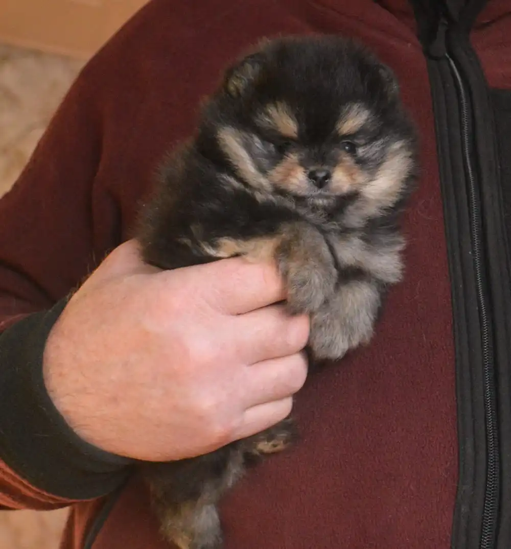 Продажа щенка померанского шпица черно-подпалого окраса