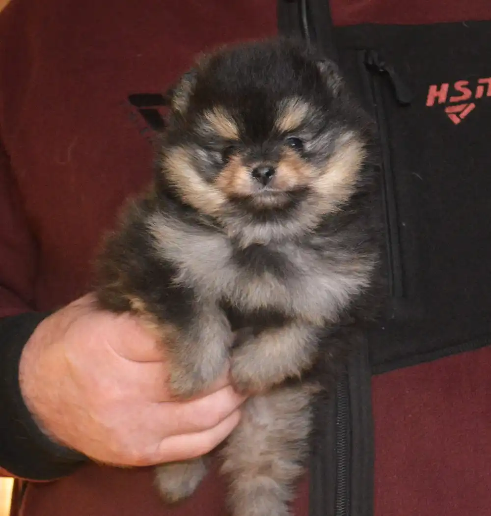 Продажа щенка померанского шпица черно-подпалого окраса