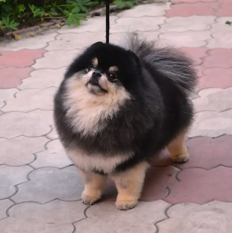 Продажа щенка померанского шпица черно-подпалого окраса