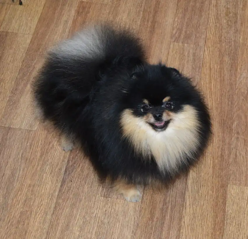 Продажа щенка померанского шпица черно-подпалого окраса