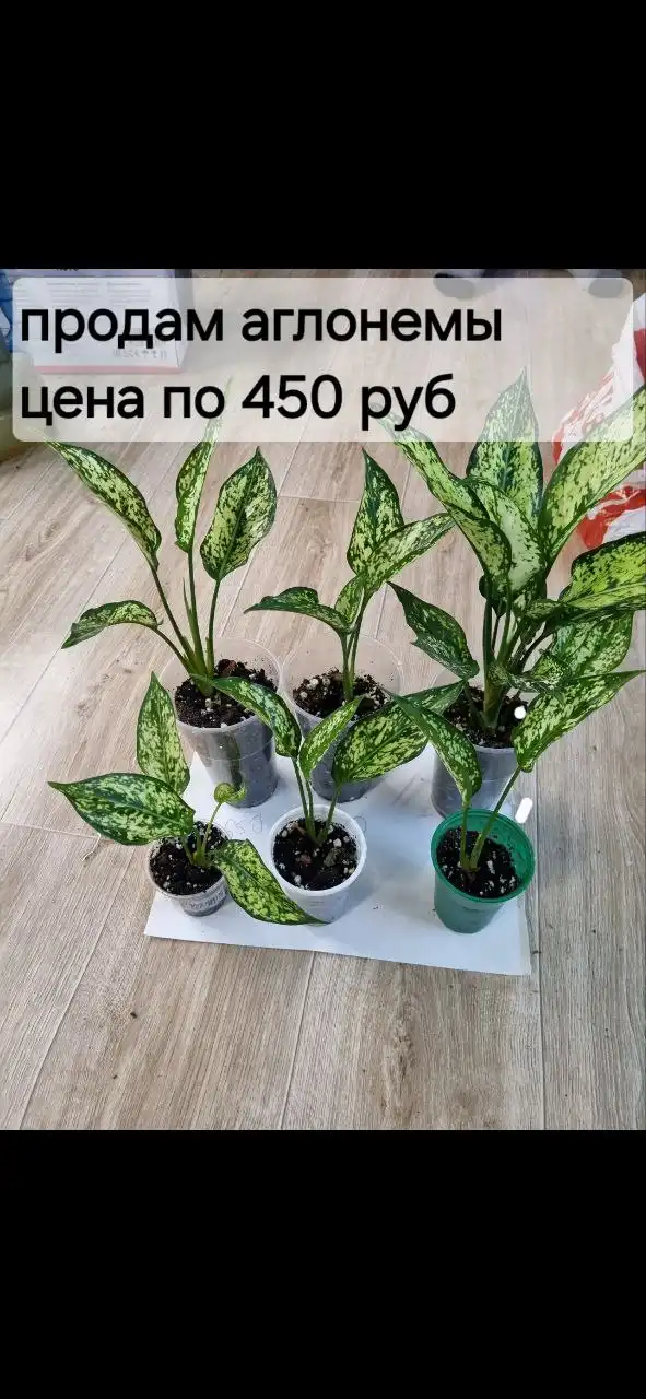 Продам в районе Маяковского с доставкой