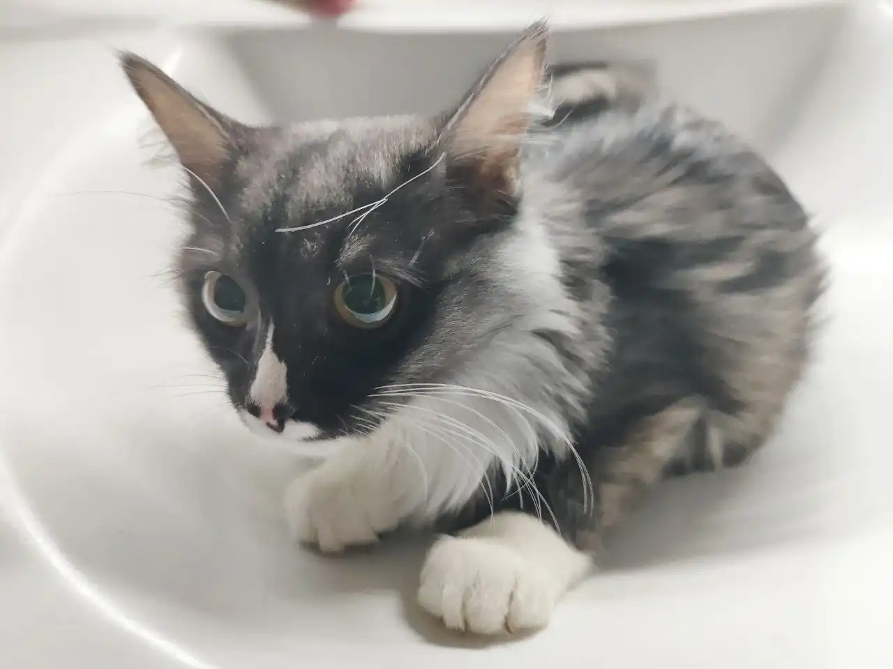 Отдам кота в связи с переездом