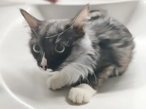 Отдам кота в связи с переездом - Животные в Сургут