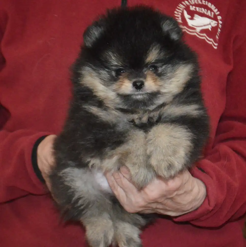 Щенок померанского шпица черно-подпалого окраса