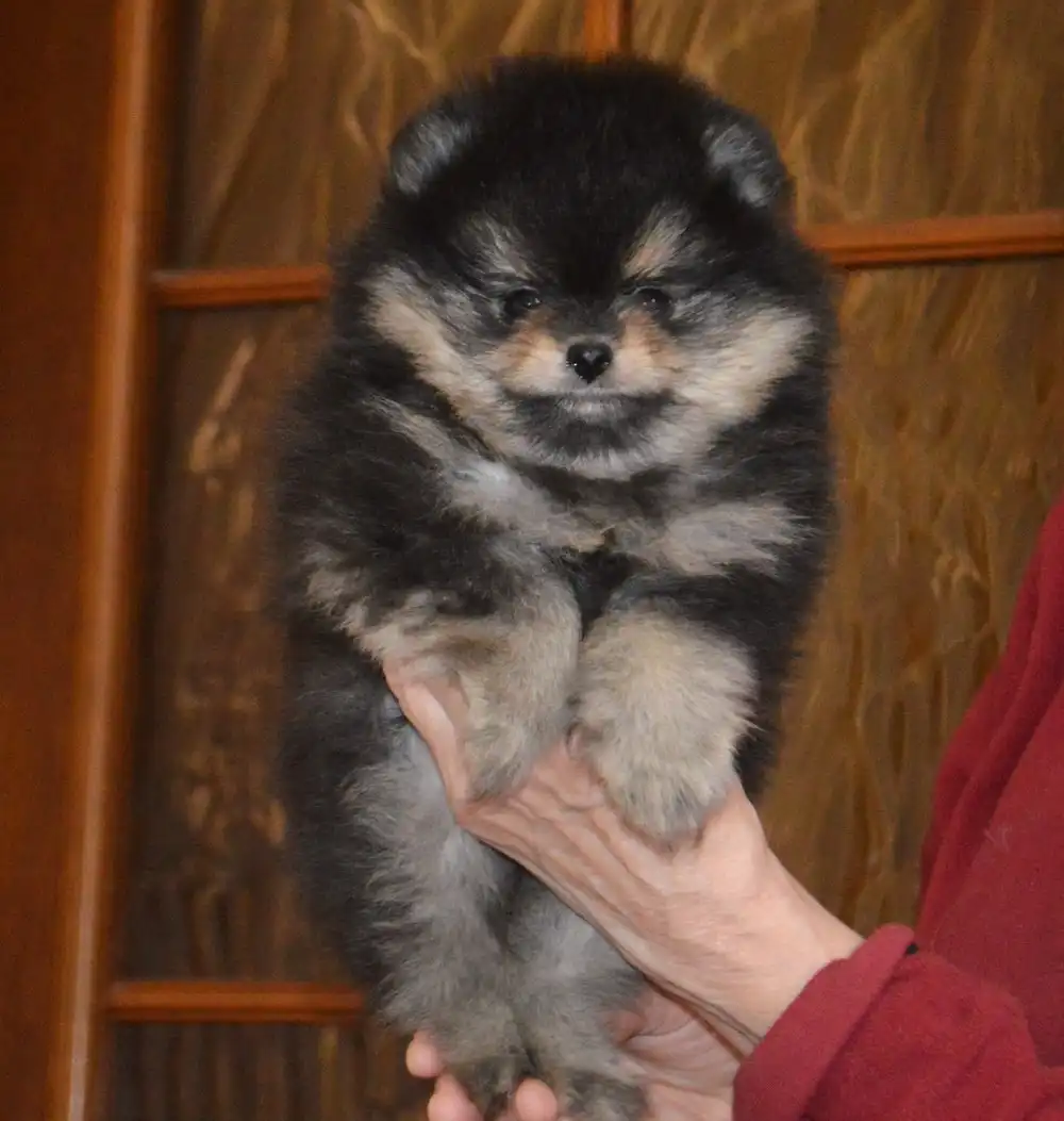 Щенок померанского шпица черно-подпалого окраса