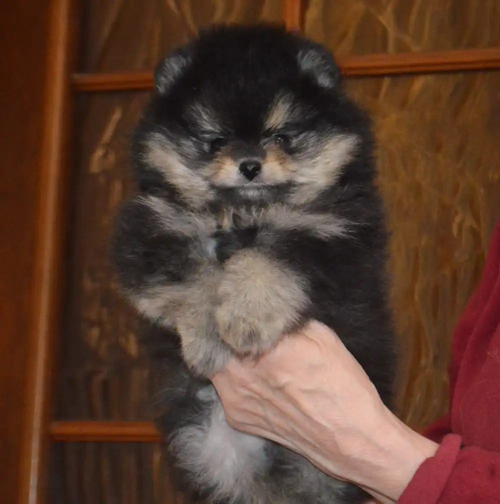Щенок померанского шпица черно-подпалого окраса