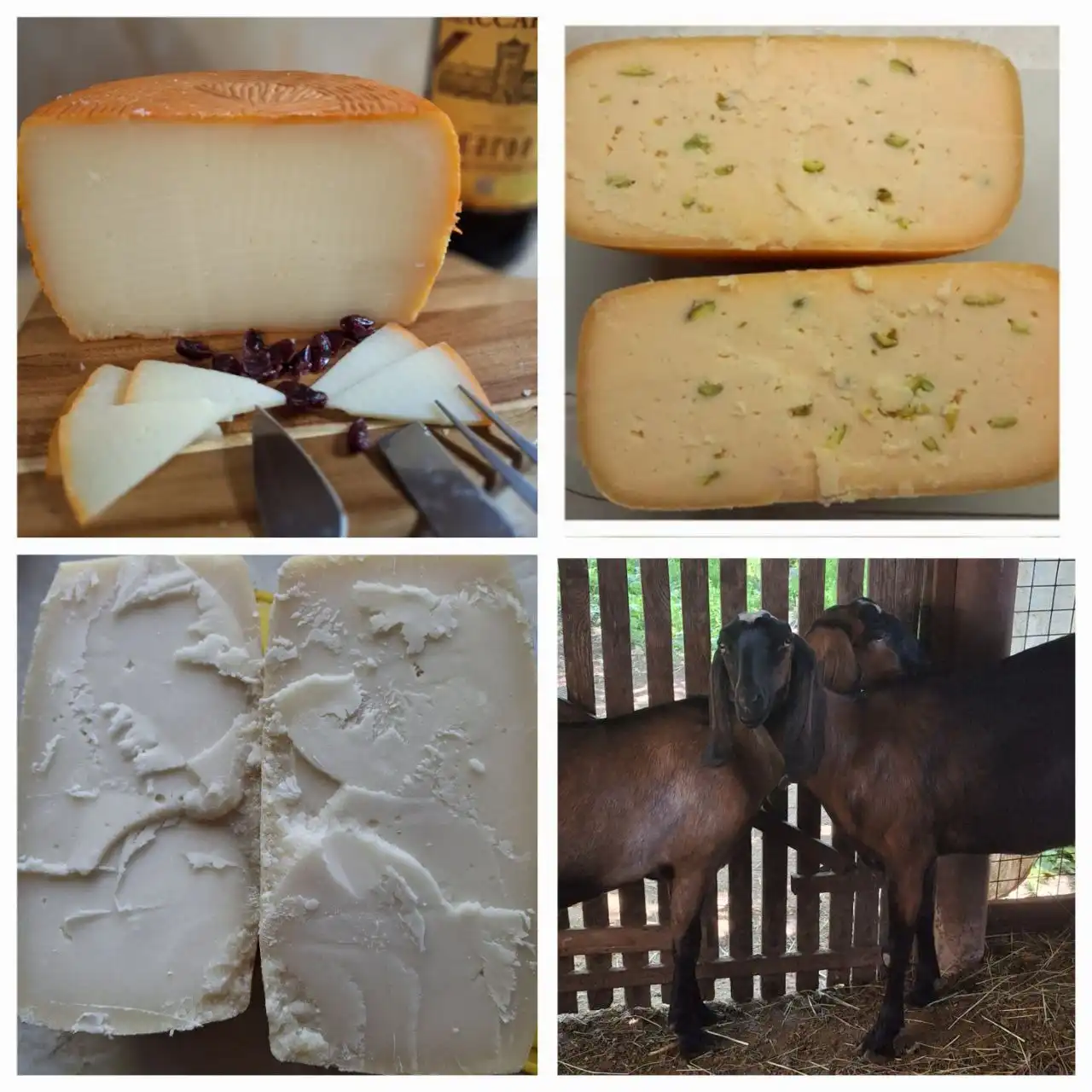 Продажа выдержанных полутвердых сыров из молока нубийских коз