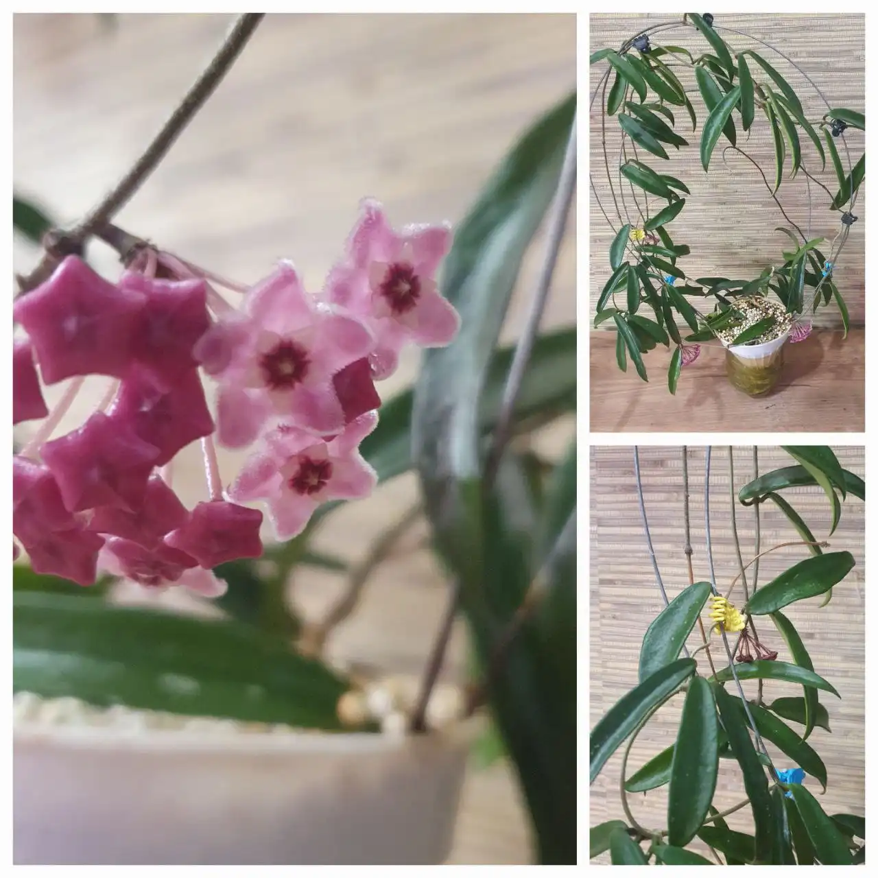 Хойя Минибель сплеш с бутонами на фителе