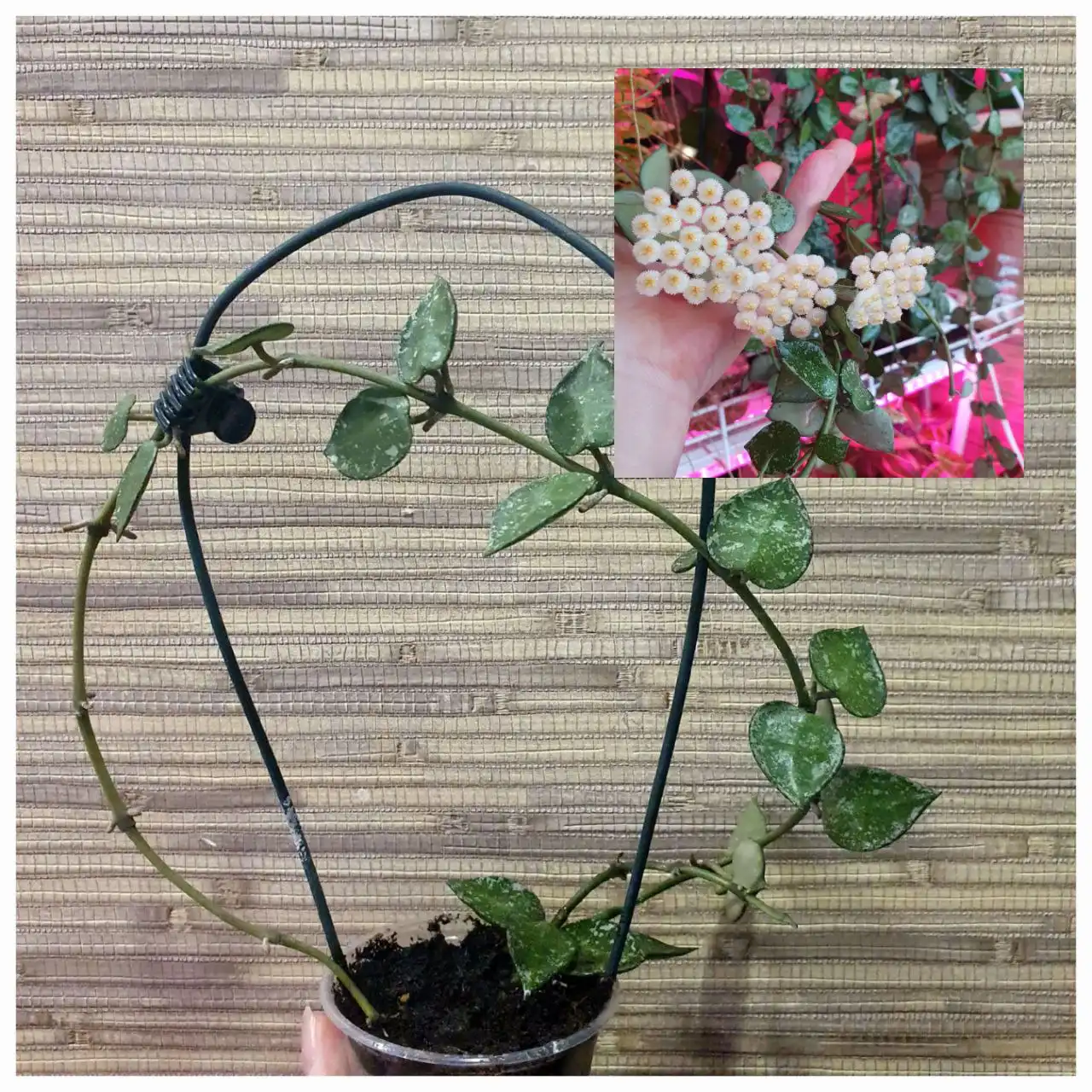 Черенок лакуноза эскимо сплеш