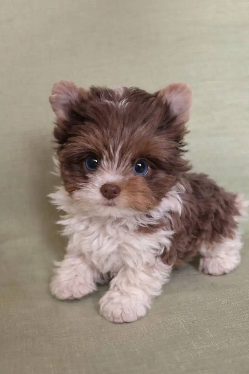 Котенок породы DESTINY GIFT CHLOE шоколадный мрамор