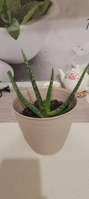 Продажа цветов в горшках - Хоккейное снаряжение в Сургут