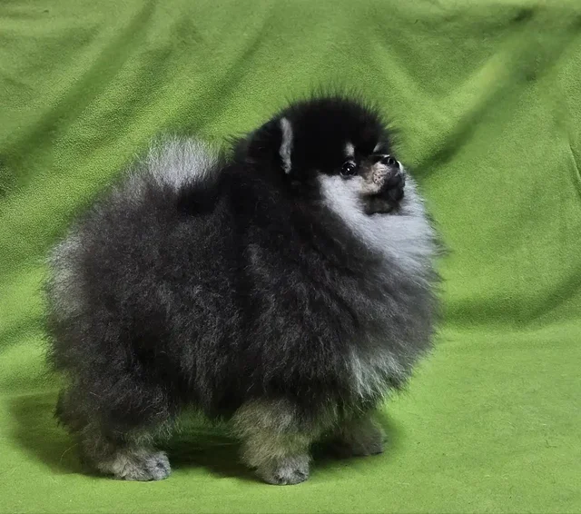 Продажа щенков черно-подпалых померанцев с документами РКФ - Птицы в Тюмень