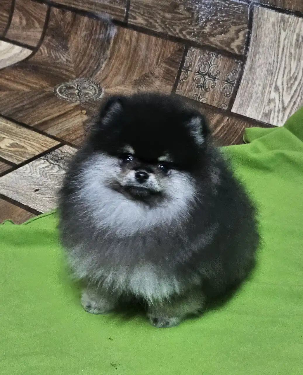 Продажа щенков черно-подпалых померанцев с документами РКФ - Собаки (Животные) в Тюмень