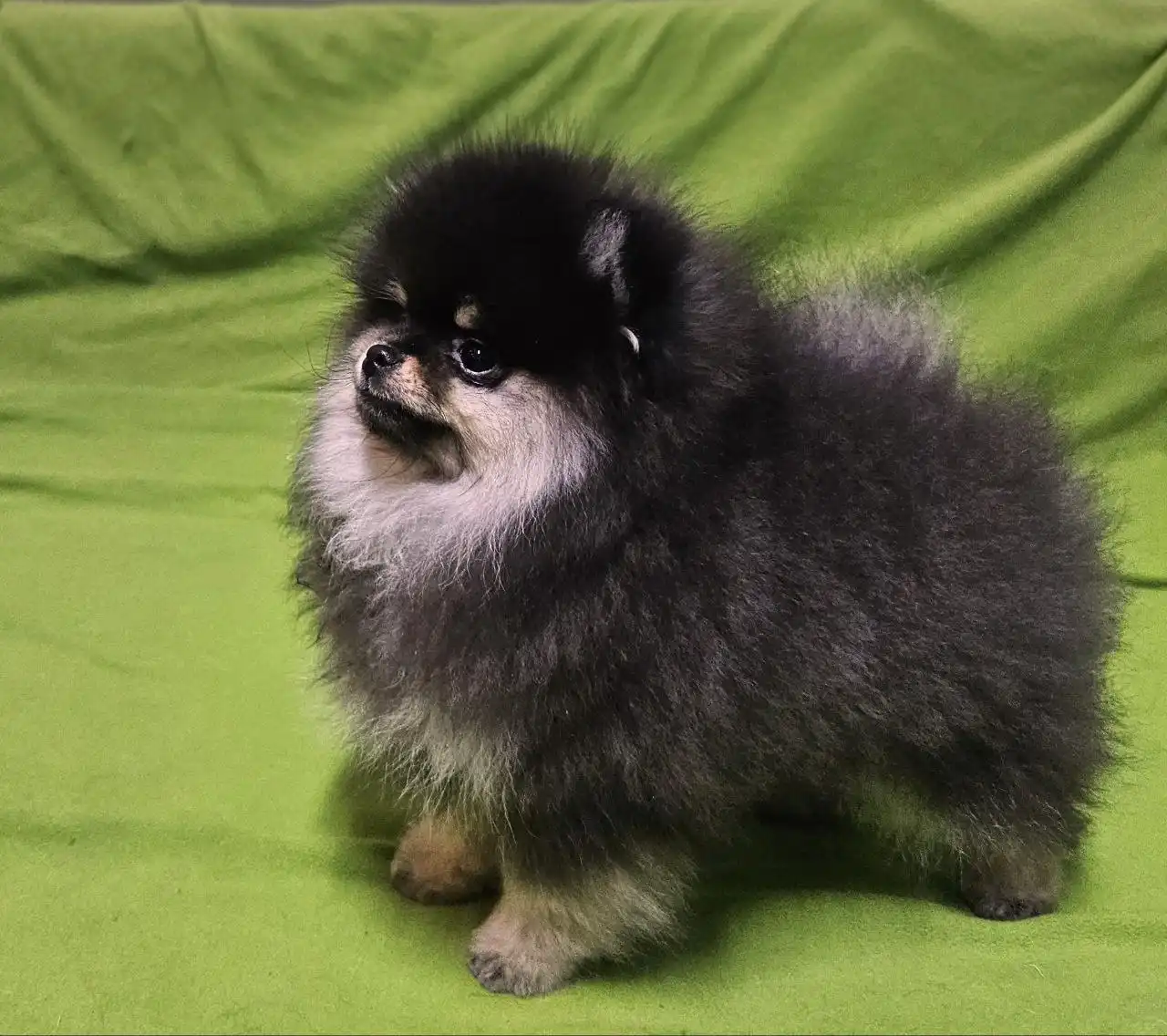 Продажа черно-подпалой девочки померанского шпица с документами РКФ - Собаки (Животные) в Тюмень