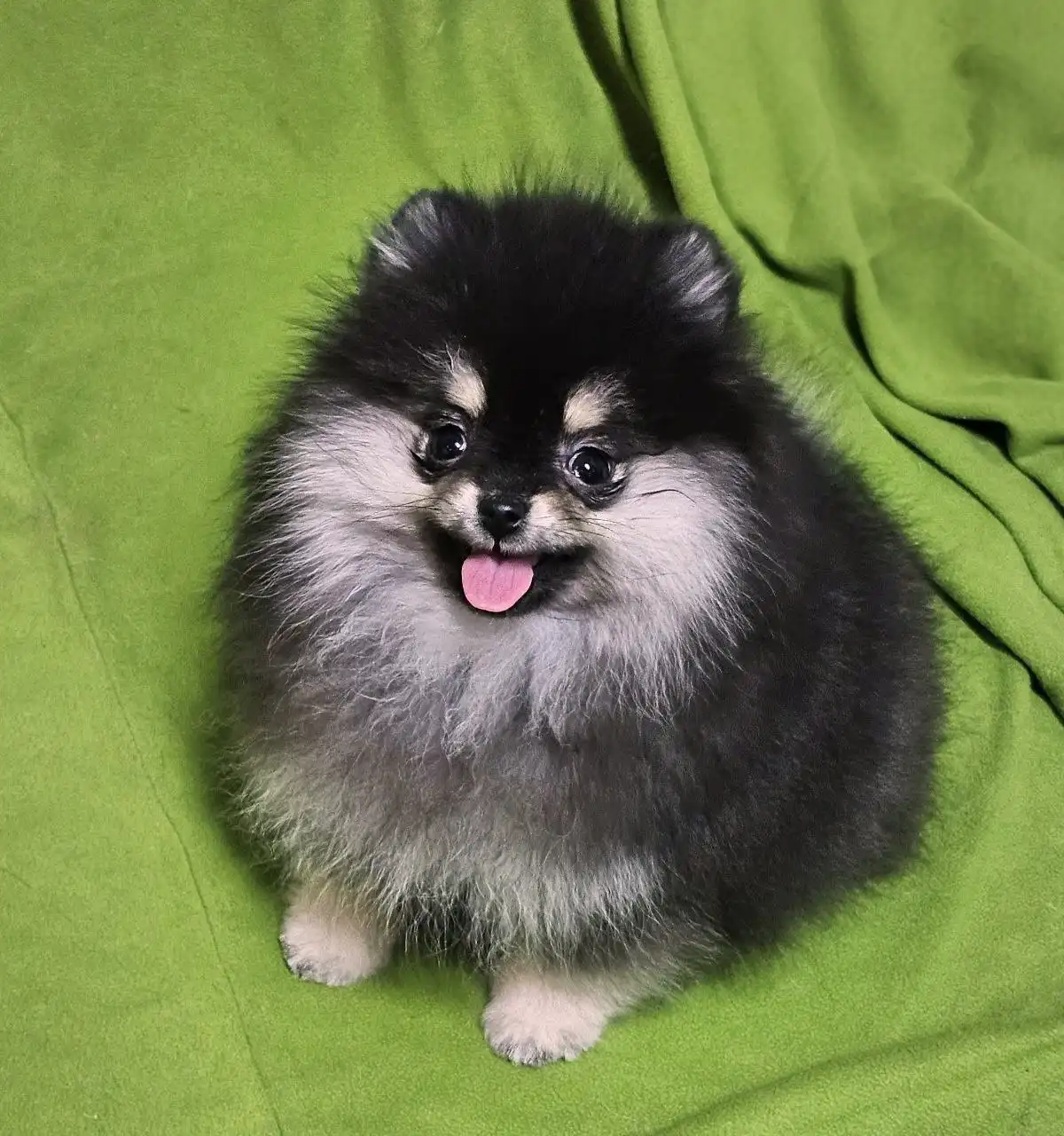 Продажа черно-подпалой девочки померанского шпица с документами РКФ - Собаки (Животные) в Тюмень