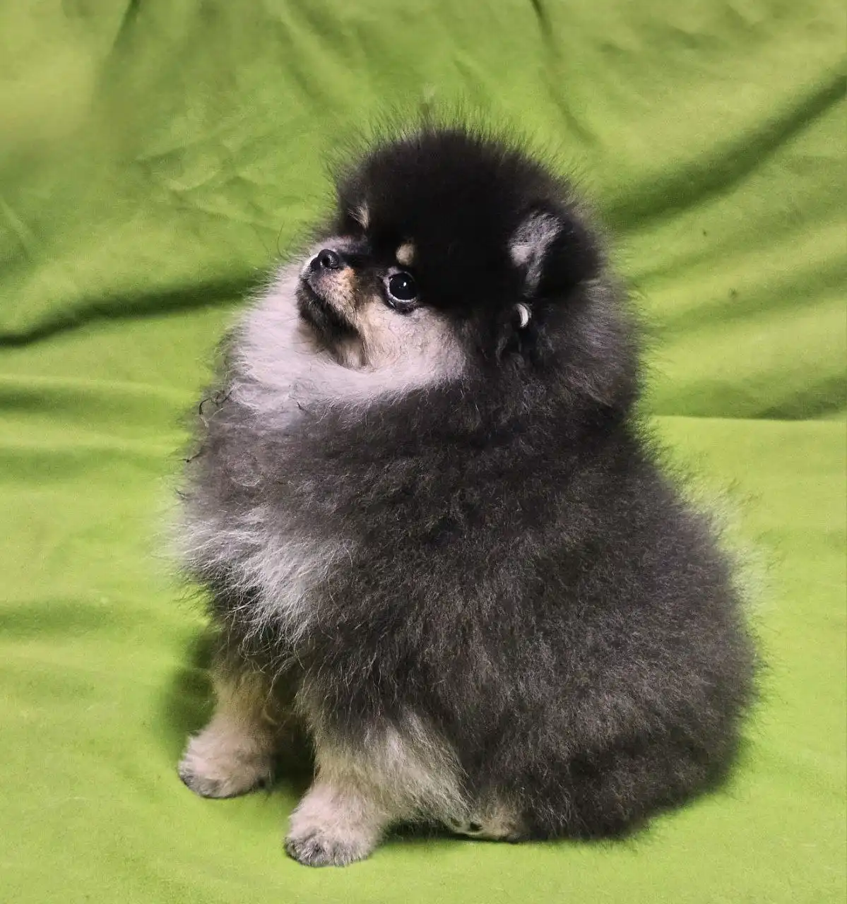 Продажа черно-подпалой девочки померанского шпица с документами РКФ - Собаки (Животные) в Тюмень