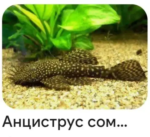 Продажа мальков сомов - Животные в Сургут