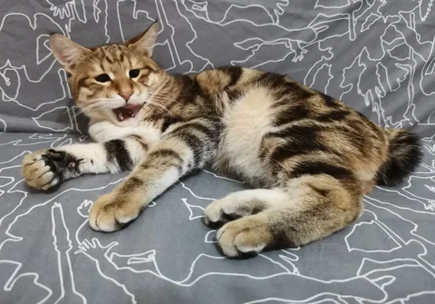 Курильский бобтейл котенок в золотистом окрасе - Животные в Сургут