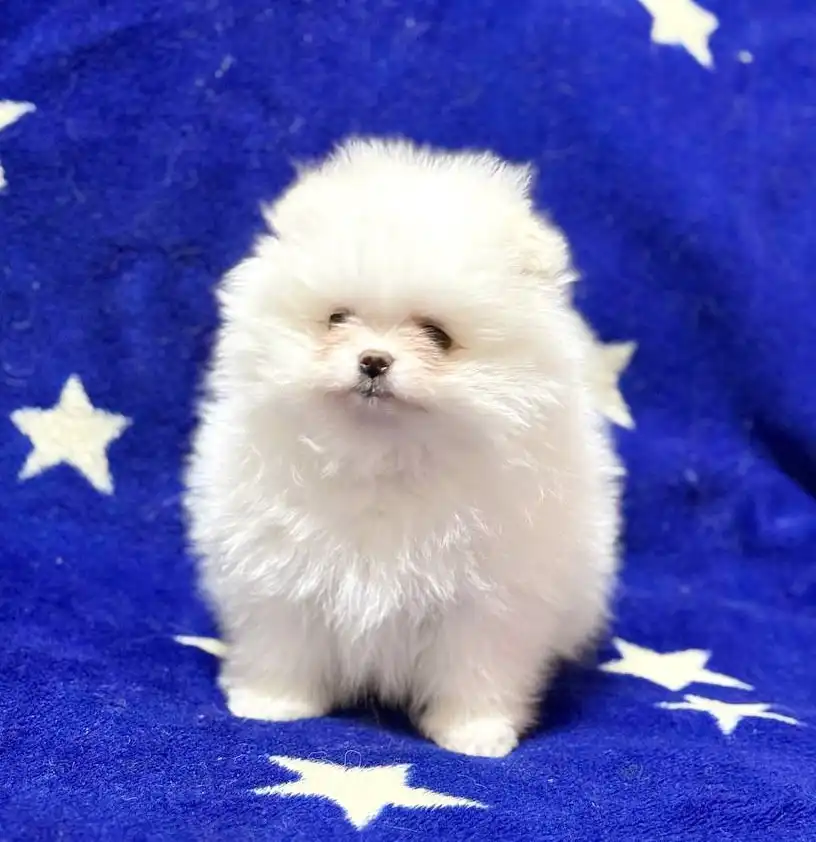 Померанец мальчик 2 месяца - Собаки (Животные) в Тюмень