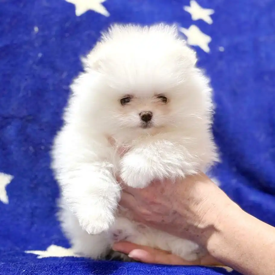 Померанец мальчик 2 месяца - Собаки (Животные) в Тюмень