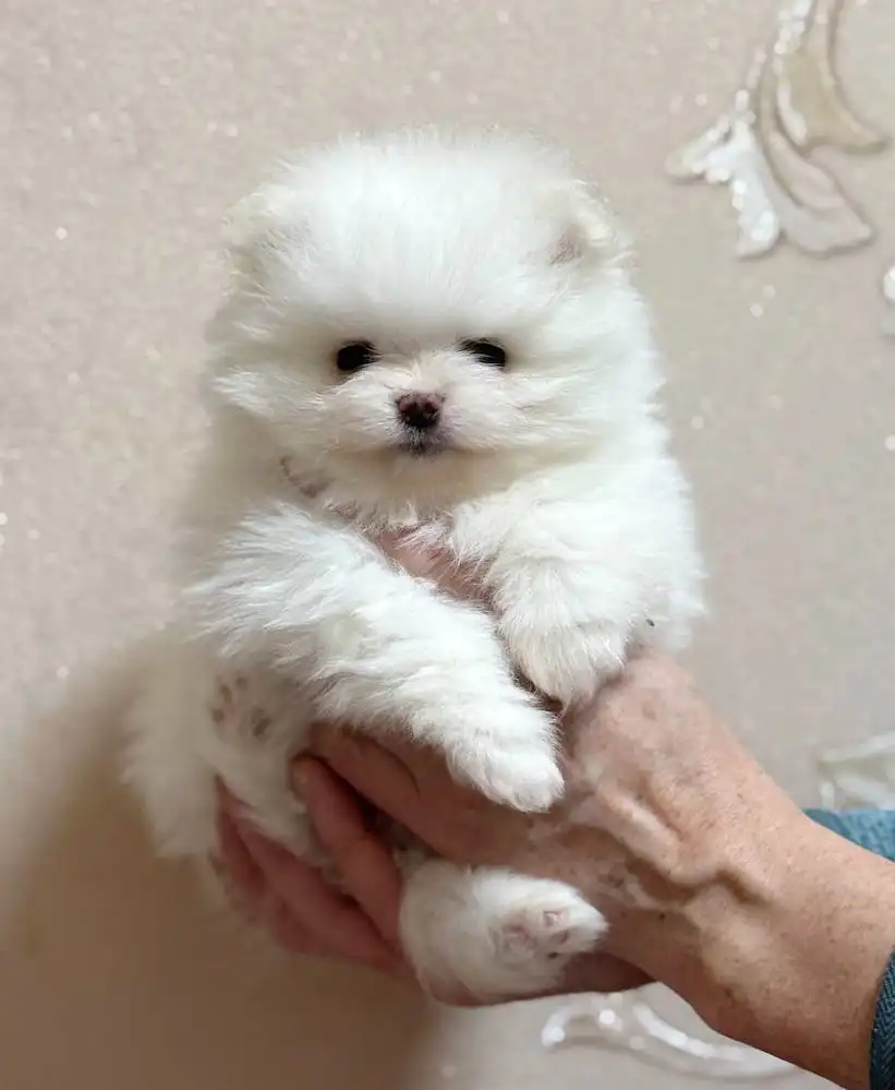 Померанец мальчик 2 месяца - Собаки (Животные) в Тюмень