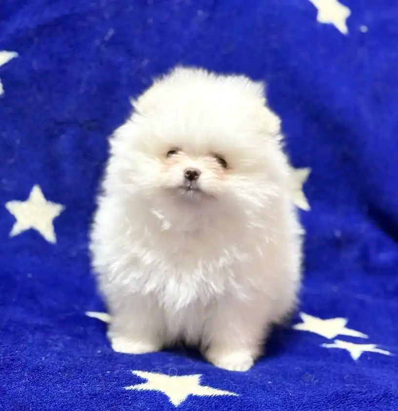 Померанец мальчик 2 месяца - Собаки (Животные) в Тюмень