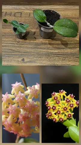 Укоренённые черенки хойи: Кумингиана альбо и ДЖОЙ сплеш - Настольные игры в Сургут