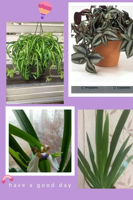 Набор из трех укарененных цветов: Шагающий Ирис, Традесканция Зебрина, Хлорофитум кудрявый Бонни - Хобби и отдых в Сургут