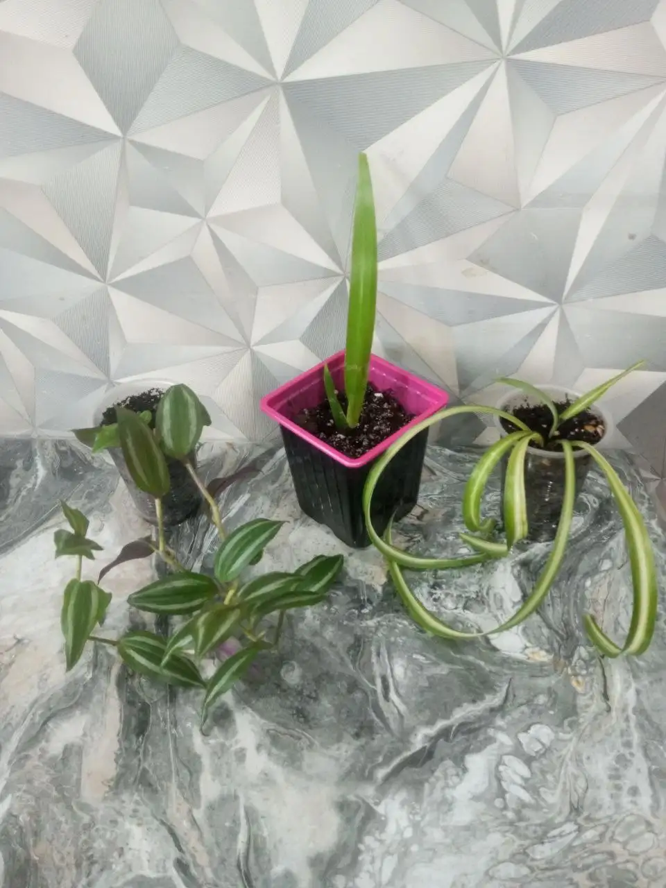 Набор из трех укарененных цветов: Шагающий Ирис, Традесканция Зебрина, Хлорофитум кудрявый Бонни - Растения (Хобби и отдых) в Сургут