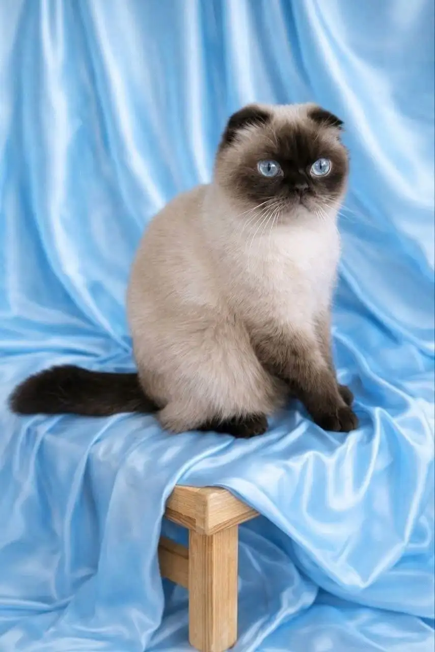 Продажа шотландских кошек из питомника - Кошки (Животные) в Сургут